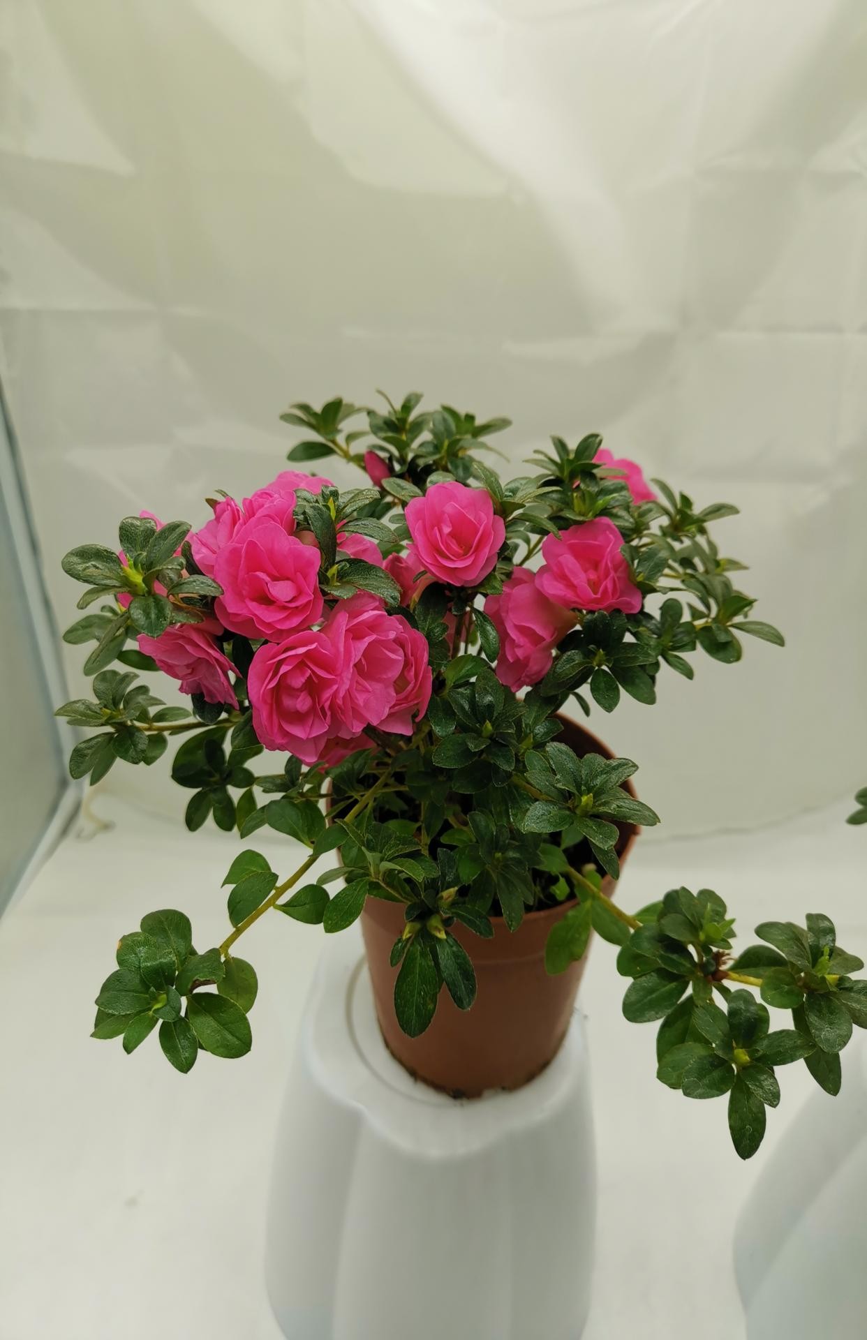 小玫瑰盆栽杜鹃花