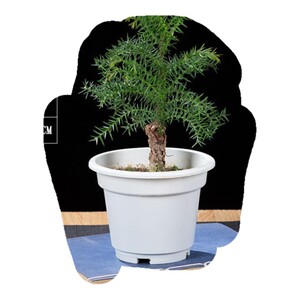 500人付款淘宝包邮澳洲杉州奥松南洋杉室抱石水杉小树