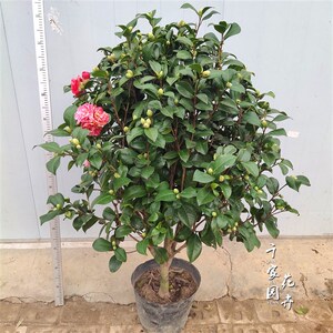 【茶花苗红露珍】茶花苗红露珍品牌,价格 - 阿里巴巴