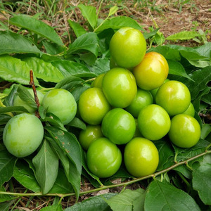 信宜三华李新鲜李子5斤孕妇脆酸甜水果三月李早熟青李现货整箱当