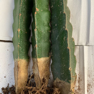 三角柱三棱箭多肉嫁接用仙人掌科蟹爪兰球植物砧木带根长得快又好