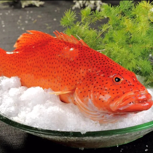 【进口石斑鱼条】进口石斑鱼条品牌,价格 - 阿里巴巴