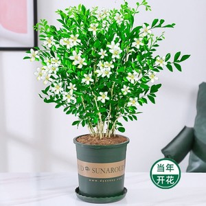 十里香盆栽浓香