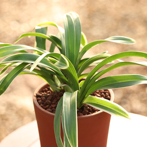 兰花 凤凰冠 浓香型金边矮种迷你兰花苗建兰四季兰盆栽花卉绿植