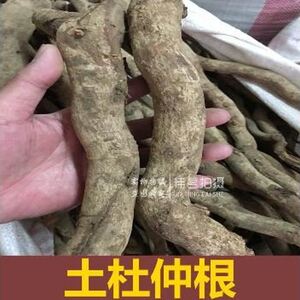 杜仲根野生杜仲 纯根 山杜仲黄皮土杜仲干品 500克包邮