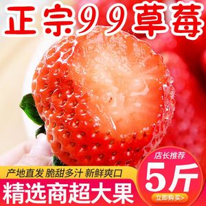 草莓新鲜奶油甜草莓商用新鲜水果应季水果蛋糕糖葫芦奶茶冷饮包邮