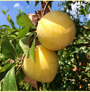 22年黄布林李子当季新鲜黄心三华李整箱时令孕妇水果青脆甜现摘酸