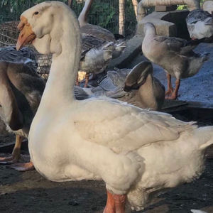 狮头鹅活苗特大纯种狮子头正宗潮汕狮头鹅家养朗德鹅幼崽活苗饲料