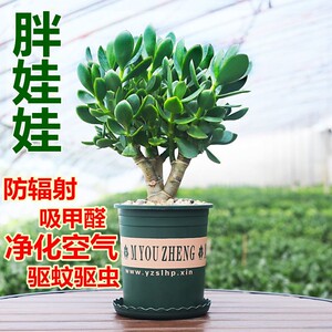 【48小时发货】红边厚脸皮玻璃翠盆栽景天树胖娃娃玉树老桩多肉植