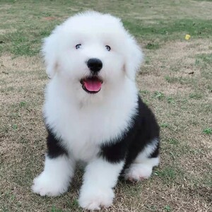 古牧幼犬纯种英国古代牧羊犬幼犬白头通背海盗眼活体宠物狗狗幼崽