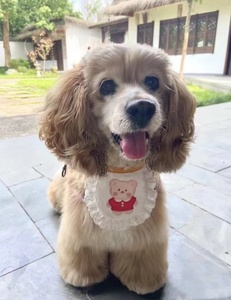 000人付款淘宝纯种英国可卡幼犬美国可卡活体幼崽可卡幼犬小型犬幼犬