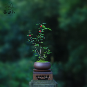 姬樱桃盆景
