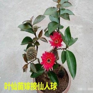 050人付款淘宝叶仙苗带根大棵可嫁接p木麒麟蟹z爪