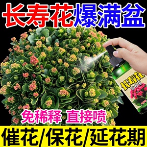 【免稀释】长寿花专用营养液家用养花肥料促开花防病害盆栽通用型
