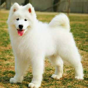 活体微笑天使纯白色雪橇犬中型家养宠物狗狗大白熊tb9390363701800