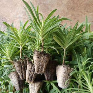 勿忘我花苗满天星小苗伊洛斯花店鲜切花重瓣单瓣星空白盆栽庭院云