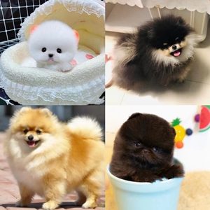 哈多利博美犬幼犬