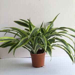 巴西美人盆栽纯种金边巴西美人室内花卉绿植四季常青大绿植吸甲醛