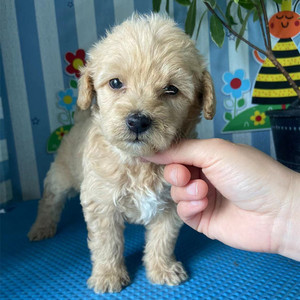 泰迪混血狗狗小体泰迪长不大幼犬一物一拍
