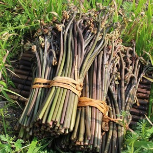 湖南武冈野生蕨菜橛子龙爪菜当季时令蔬菜新鲜现摘现发蕨子橛菜