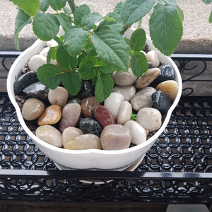 铺地庭院园林造景七彩小石头鹅软石鱼缸盆栽洗手池水池69人付款7