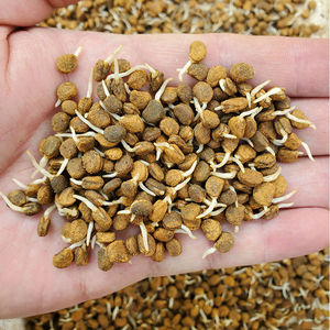 发芽人参种子长白山带土人参苗种植正宗盆栽中药材野山参种苗食用