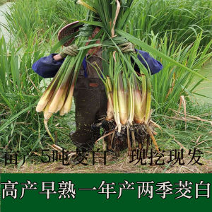 现挖高产早熟双季茭白苗种单季高笋苗高瓜冬笋苗老根老苗水生蔬菜