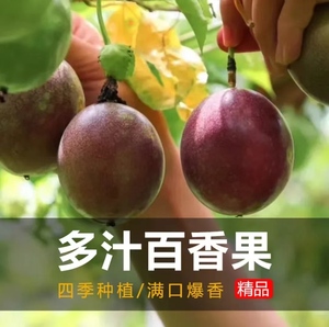 百香果种子春秋季播种阳台庭院盆栽黄金果鸡蛋果种籽高产水果种子