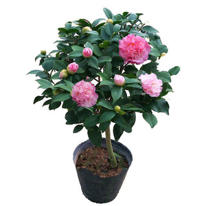 烈香香妃茶花盆栽植物山茶花树苗庭院阳台带花浓香型客厅名贵花卉