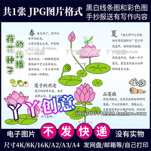 s023荷花种子的传播莲藕的生长手抄报莲子黑白线描涂色电子小报