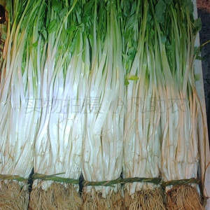 安徽安庆特产芹芽白芹芹菜芽青芽菜水芹菜江苏新鲜蔬菜现挖发货