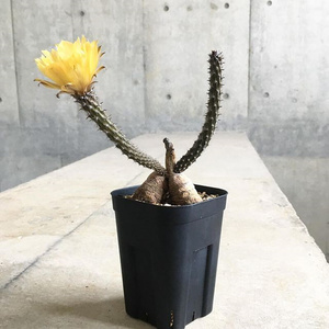 2b2黑龙团扇块根 大黄花稀有品种团扇仙人掌 多肉植物盆栽a.