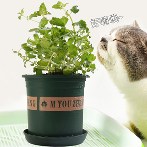 猫薄荷已种好猫草盆栽食用种子猫草粉化毛食草磨牙零食猫咪用品球