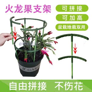盆栽火龙果支架家用固定阳台户外种植花卉园艺爬藤果树支撑架