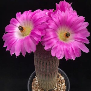 实生红太阳仙人球会开花的仙人球小盆栽桌面开红花的植物防辐射