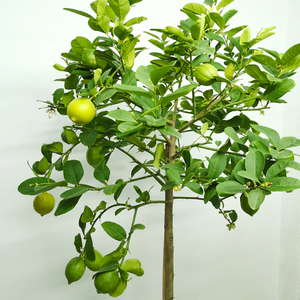 高杆香水棒棒糖柠檬树大盆栽室内可食用四季带果客厅阳台网红绿植