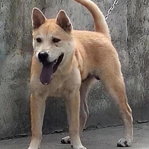 纯中华田园犬广西土猎犬大头虎斑打猎犬活体幼犬土狗串串狗 定金