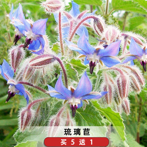 琉璃苣种子蓝色星星草紫花草可食用香草种籽西餐配菜阳台盆栽花坛