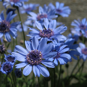 蓝费利菊种籽蓝雏菊玛格丽特阳台庭院盆栽易爆盆多年生草花籽种植