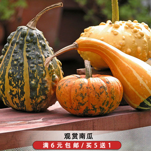 观赏多翅膀南瓜种子小玩偶爬藤奇怪丑瓜玩具倭瓜种籽阳台盆栽田园