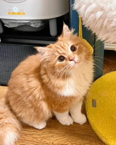 中华田园橘猫纯橘猫橘猫幼崽橘猫小橘猫大橘猫橘猫活体田园橘猫活