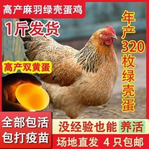 大五黑鸡下蛋王绿壳蛋鸡小鸡仔散养土鸡五黑鸡活体包活到家1人付款37