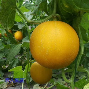 【新鲜黄金蜜香瓜】新鲜黄金蜜香瓜品牌,价格 - 阿里巴巴