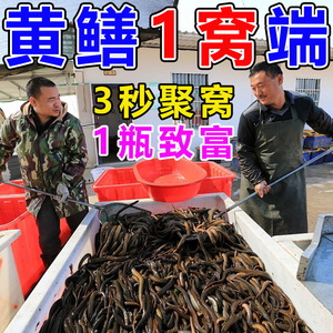 黄鳝诱饵黄鳝夹子钩手钓黄鳝捕鳝笼黄鳝饵料鳝鱼诱食剂钓黄鳝神器