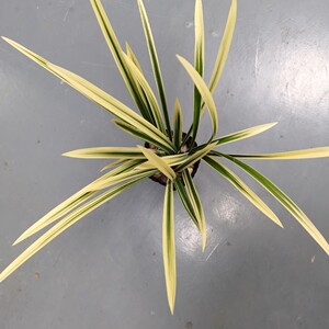 翁源兰花苗建兰开花机器锦鹤浓香勤芽室内阳台新手好易养花卉盆栽