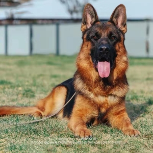 纯种平背德牧犬幼犬弓背德国牧羊幼犬大型犬看家护院大狼狗