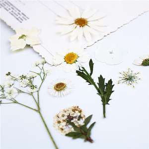 干花手工压花材料包 白色系花朵组合 植物标本玛格丽特白晶菊蕾丝