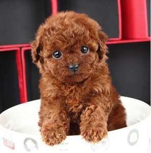 出售纯种泰迪幼犬泰迪犬茶杯泰迪小体泰迪小型犬比熊贵宾犬宠物狗