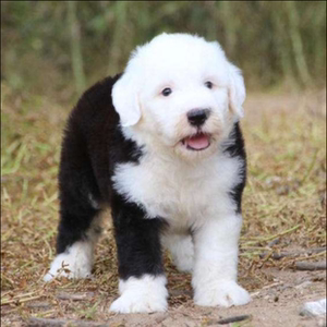 出售纯种英国古代牧羊犬古牧幼犬全白头黑背活体古牧活体宠物狗狗