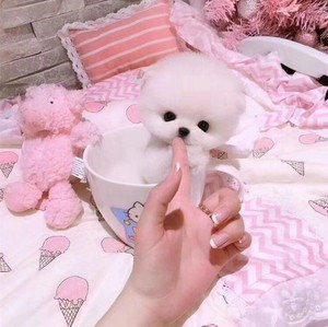 000人付款淘宝茶杯犬纯种博美俊介幼犬小型可爱迷你长不大真狗狗活